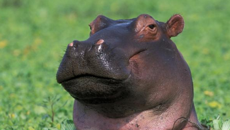 hippo.PNG