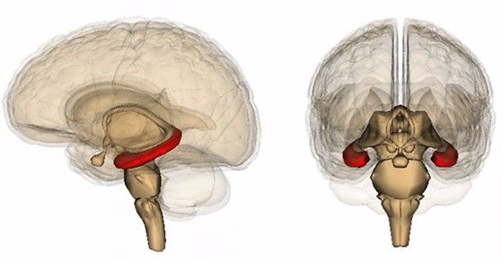 Hippocampus_Life-Science-Databases